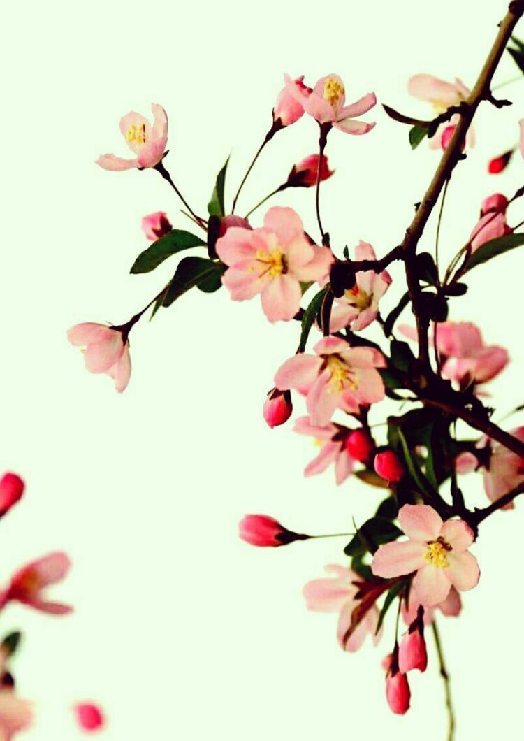 淡极始知花更艳
